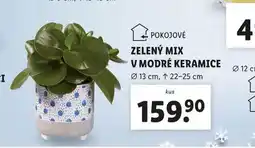 Lidl Zelený mix v modré keramice nabídka