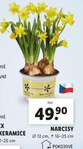 Lidl Narcisy nabídka
