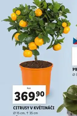 Lidl Citrusy v květináči nabídka