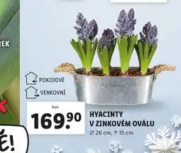 Lidl Hyacint v zinkovém oválu nabídka