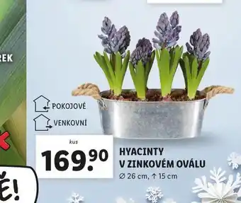 Lidl Hyacint v zinkovém oválu nabídka