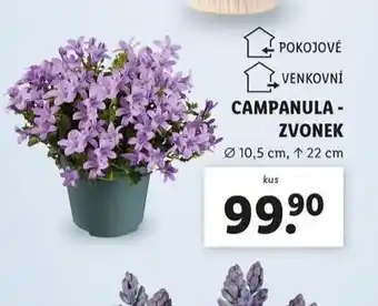 Lidl Campanula zvonek nabídka