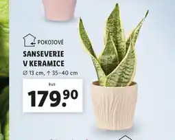 Lidl Sanseverie v keramice nabídka