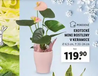 Lidl Exotické mini rostliny v keramice nabídka