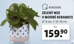 Lidl ZELENÝ MIX V MODRÉ KERAMICE nabídka