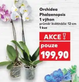 Kaufland Orchidea Phalaenopsis nabídka