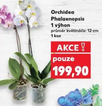 Kaufland Orchidea Phalaenopsis nabídka