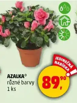 Penny Market Azalka nabídka