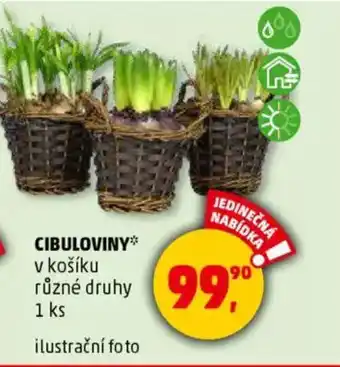 Penny Market Cibuloviny v košíku nabídka