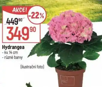 Globus Hydrangea nabídka