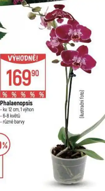 Globus Phalaenopsis nabídka