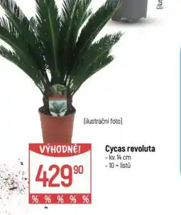 Globus Cycas revoluta nabídka