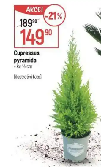 Globus Cupressus pyramida nabídka