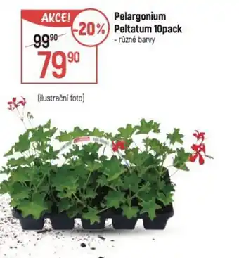 Globus Pelargonium Peltatum nabídka