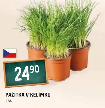 Terno Pažitka v kelímku nabídka