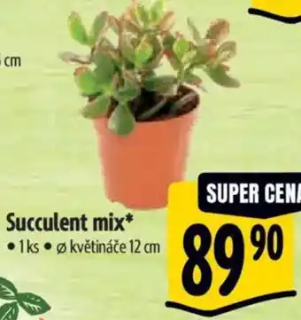 Albert Succulent mix nabídka