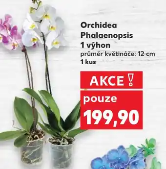 Kaufland Orchidea Phalaenopsis 1 výhon nabídka