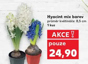 Kaufland Hyacint mix barev nabídka