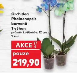 Kaufland Orchidea Phalaenopsis barvená nabídka