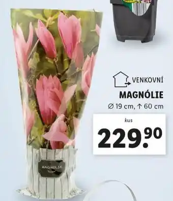 Lidl Magnólie nabídka