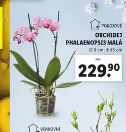 Lidl Orchidej phalaenopsis nabídka