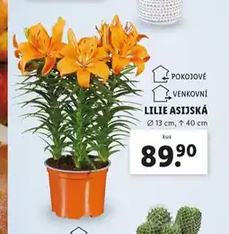 Lidl Lilie asijská nabídka