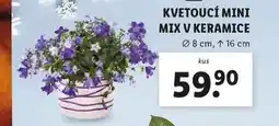 Lidl Kvetoucí mix v keramice nabídka