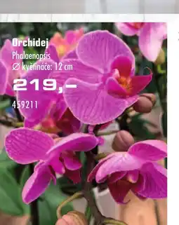 Uni Hobby Orchidej Phalaenopsis květináče: 12 cm nabídka