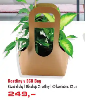 Uni Hobby Rostliny v ECO Bag nabídka