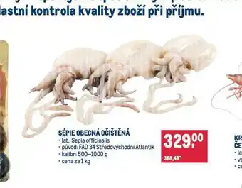 Makro Sépie obecná očištěná nabídka