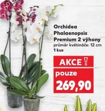 Kaufland Orchidea Phalaenopsis Premium 2 výhony nabídka