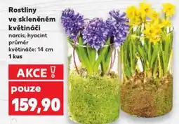 Kaufland Rostliny ve skleněném květináči nabídka