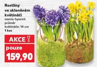 Kaufland Rostliny ve skleněném květináči nabídka