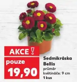 Kaufland Sedmikráska Bellis nabídka