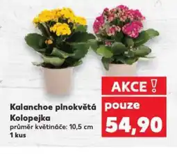 Kaufland Kalanchoe plnokvětá Kolopejka nabídka