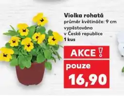 Kaufland Violka rohatá nabídka