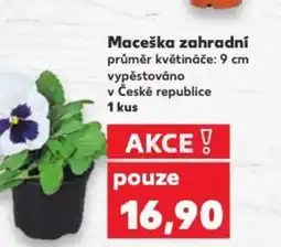 Kaufland Maceška zahradní nabídka