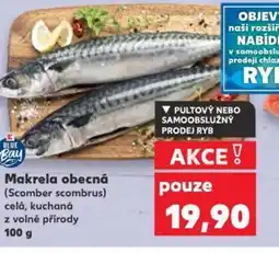 Kaufland Makrela obecná nabídka