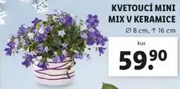 Lidl KVETOUCÍ MINI MIX V KERAMICE nabídka