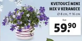 Lidl KVETOUCÍ MINI MIX V KERAMICE nabídka