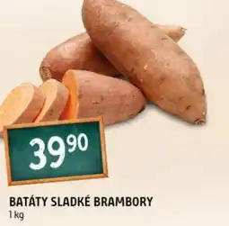 Terno Batáty sladké brambory nabídka