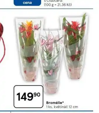 Tesco Bromélie nabídka