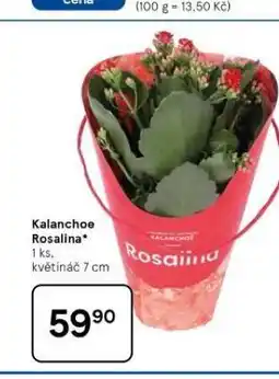 Tesco Kalanchoe rosalina nabídka