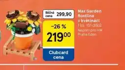 Tesco Max garden rosrlina v květináči nabídka