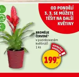 Penny Market BROMÉLIE ČERVENÉ nabídka