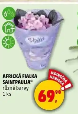 Penny Market AFRICKÁ FIALKA SAINTPAULIA* různé barvy nabídka