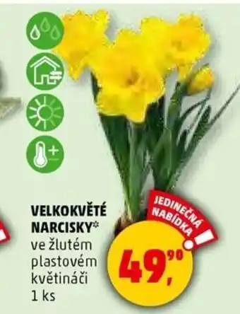 Penny Market VELKOKVĚTÉ NARCISKY* ve žlutém nabídka