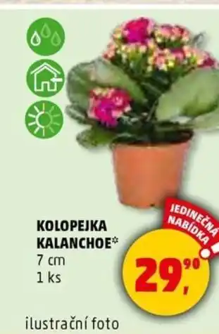 Penny Market KOLOPEJKA KALANCHOE⭑ nabídka