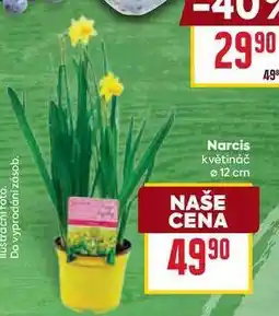 Billa Narcis květináč 12 cm 1 ks nabídka