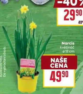 Billa Narcis květináč 12 cm 1 ks nabídka